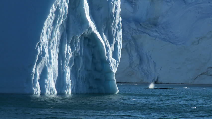 Pod of Arctic Humpack Whales Royalty-Free Stock Footage #1641127