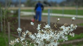A senior farmer is ploughing his garden on a nice spring day. There are trees with white blossoms to be seen in the area. Wide-angle shot. - Powered by Shutterstock - Get 15% off with code: PIKWIZARD15