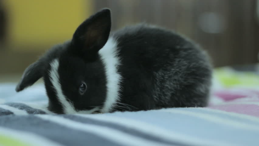 Black And White Baby Bunny Stock Footage Video 100 Royalty Free 16420927 Shutterstock