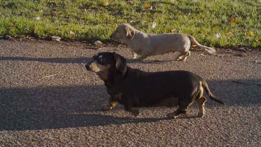 Dachshunds In A Sunny Park. A group of dachshunds (sausage dogs) are having a walk in a lovely English park.
 Royalty-Free Stock Footage #16427017