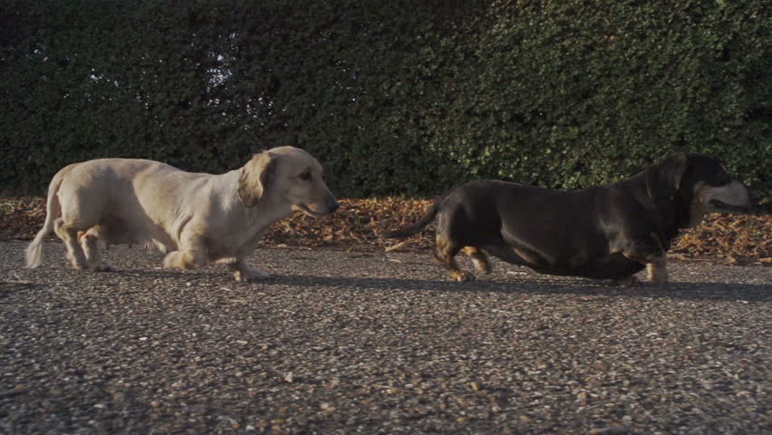 Dachshunds In A Sunny Park. A group of dachshunds (sausage dogs) are having a walk in a lovely English park.
