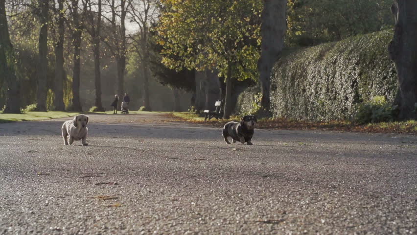 Dachshunds In A Sunny Park. A group of dachshunds (sausage dogs) are having a walk in a lovely English park.
