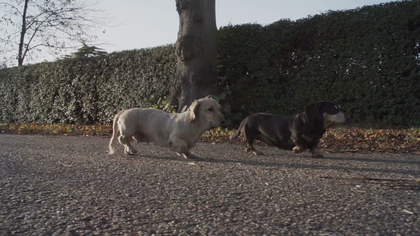 Dachshunds In A Sunny Park. A group of dachshunds (sausage dogs) are having a walk in a lovely English park.
