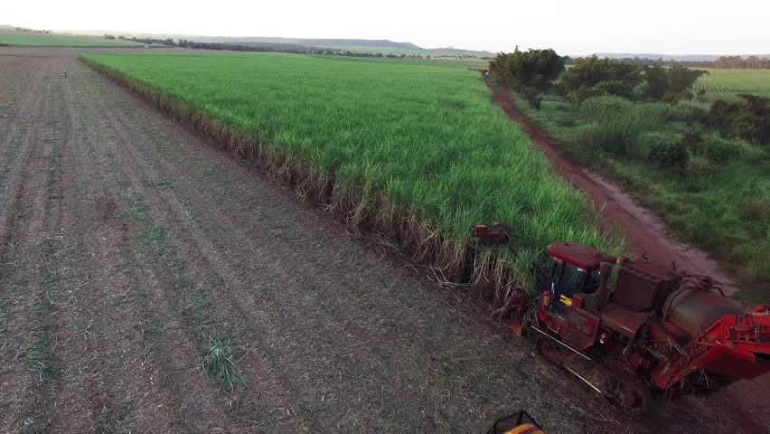Sugar cane aerial video - Mechanical harvesting sugar cane field in Sao Paulo Brazil at sunset - Aerial statical film with drone over combine harvesting sugar cane field at sunset -