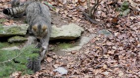 4K footage of a Wildcat (Felis silvestris) kitten in the Bayerischer Wald National Park in Bavaria, Germany. The wildcat is a small cat found throughout most of Africa, Europe and Asia.