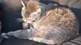 Domestic cat on couch licking itself, closeup. Outdoors video with sunset light.