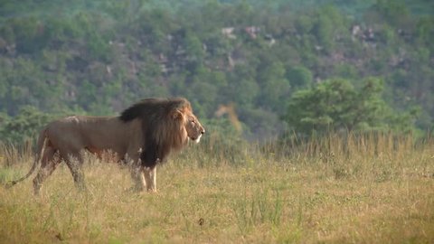 Regal male lion walking across grassland