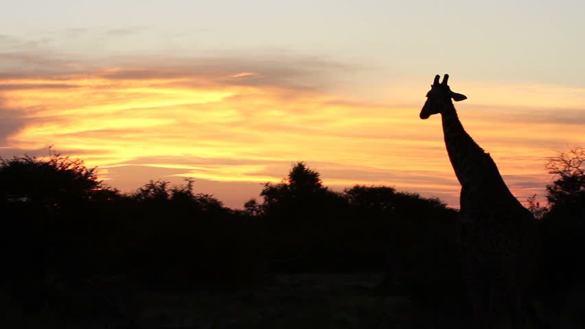 Giraffe silhouetted against evening sky