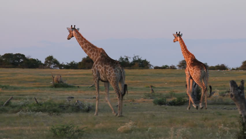 Pair of giraffes walking at sunset
