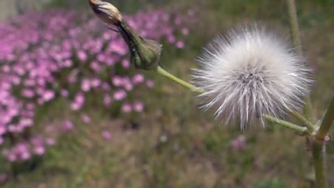 Blowball Dandelion Seed Flying From Flower Slow Motion
