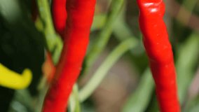 Shallow DOF plantation of chilli peppers close-up 4K UHD 2160p tilting footage - Colorful hot organic peppers in the garden 4K 3840X2160 UHD sloow tilt video