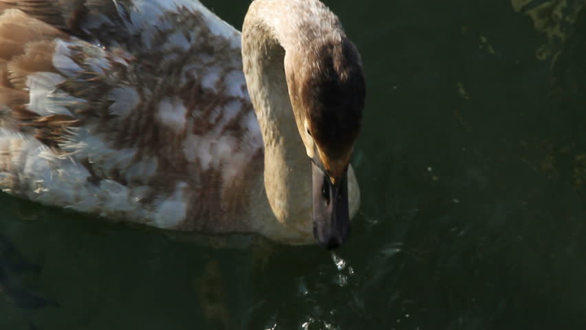 Swans swim in the pond. closeup