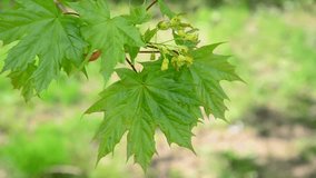Young maple leaves in spring