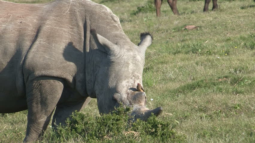 Redbilled Oxpecker picking ticks off rhino's head