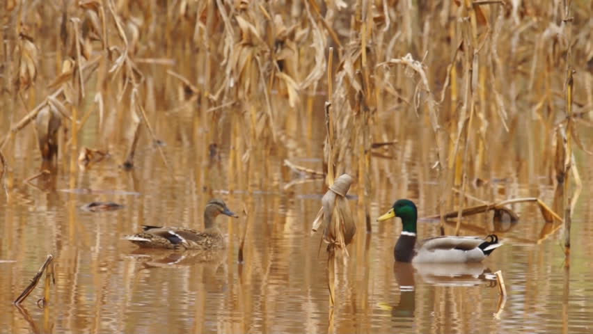 Mallard Ducks during fall migration