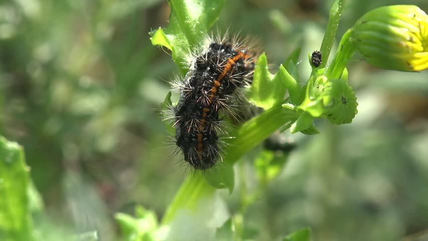 black hairy caterpillar red spots crawling Stock Footage Video (100% ...