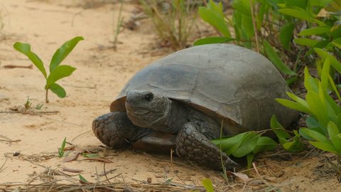 A Gopher Tortoise (Gopherus polyphemus) prepares to cross a dirt road in a scrubby pine flatwoods habitat in Highlands Hammock State Park in Sebring, Florida.