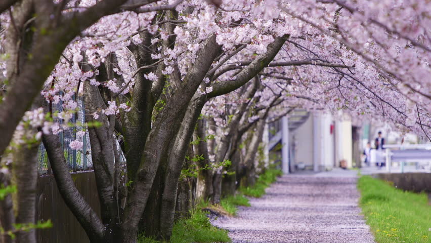 Cherry Blossoms Shower in Spring Stock Footage Video (100% Royalty-free ...