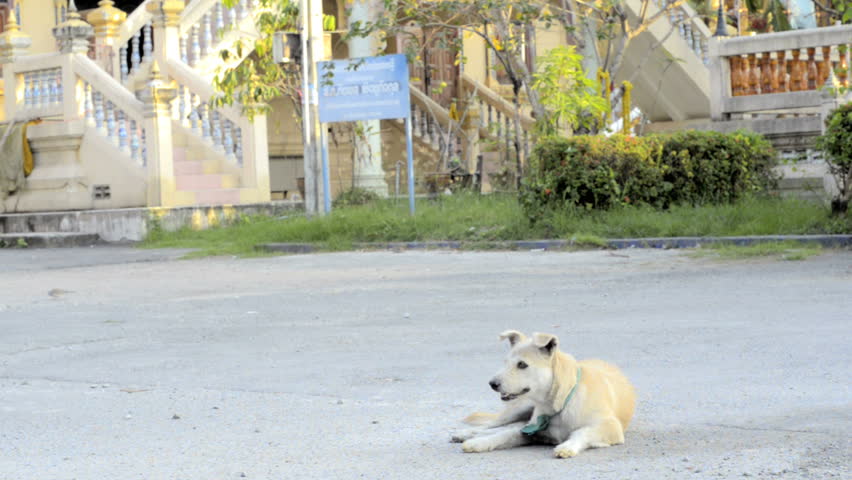 Stray dog in the grounds of a Buddhist temple, in Bangkok, Thailand.