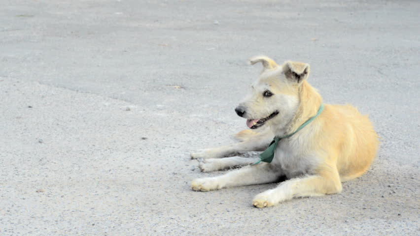 Stray dog in the grounds of a Buddhist temple, in Bangkok, Thailand.
