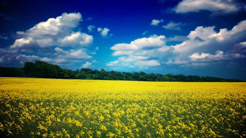 golden field under blue cloudy sky