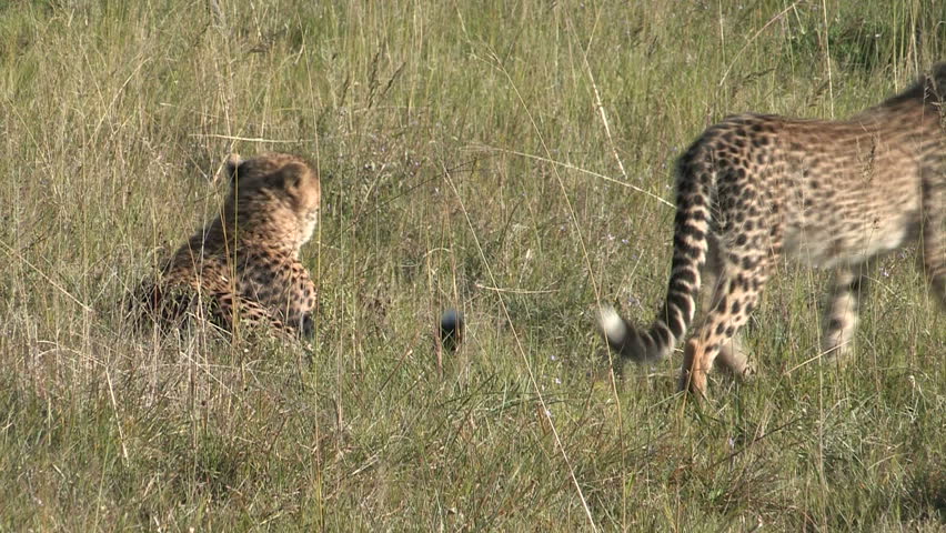Cheetah licks partner 