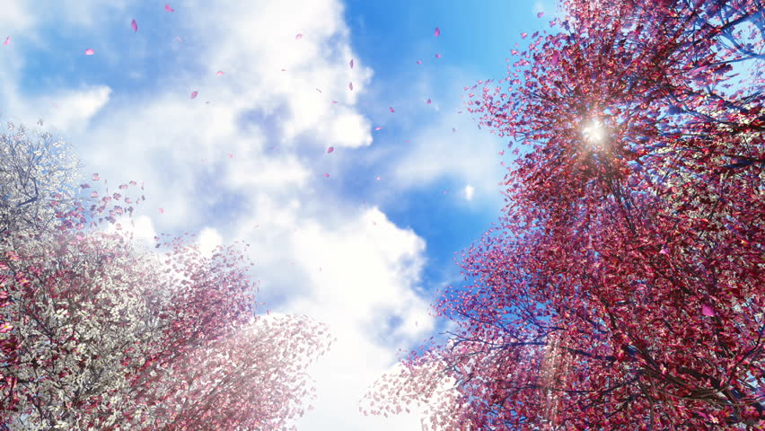Motion through flowering sakura cherry trees and falling pink petals to the bright sunny sky at spring day. Realistic 3D animation. Royalty-Free Stock Footage #16451557