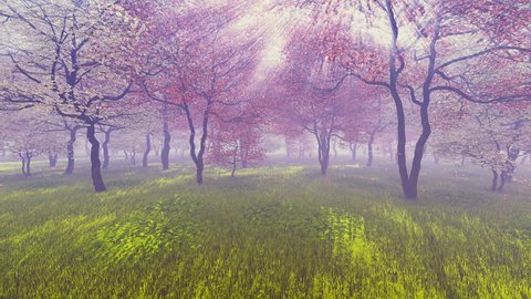 Cherry orchard in full bloom basking in sunlight and pink flower petals falling down on the ground covered with fresh green grass. Realistic 3D animation. 