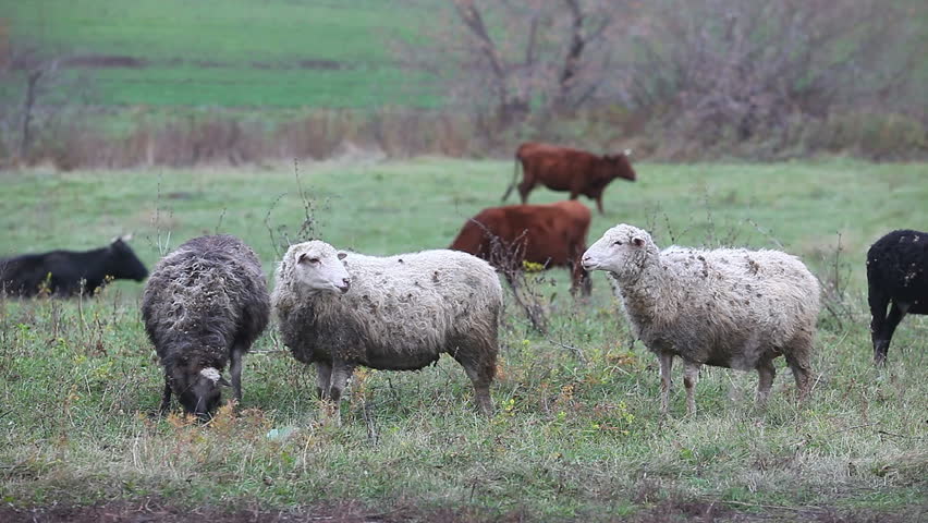 sheep in the pasture eating grass 