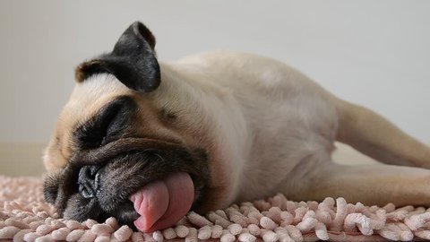 Close-up face of Cute pug puppy dog sleeping by chin and tongue lay down on laminate floor