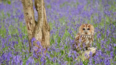 Tawny Owl (Strix aluco) Sitting in Bluebells