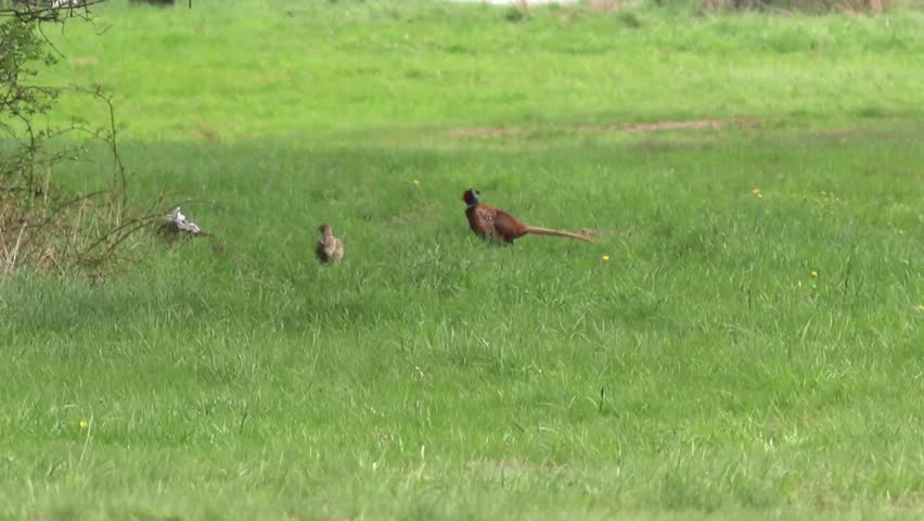 Pheasant and partridge on the meadow.