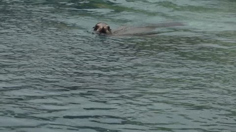 Sea Lions swimming on the water