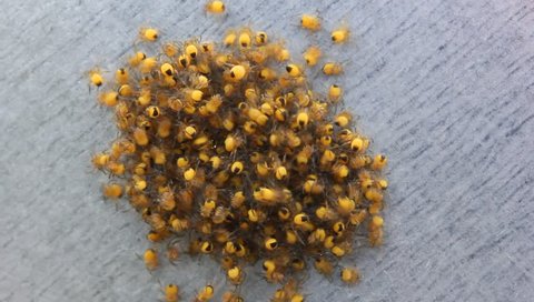A large crowd of little yellow spiders frightened kids scatter in different directions