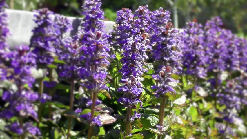 Close up of lilac flowers in the middle of the day. Selective focus