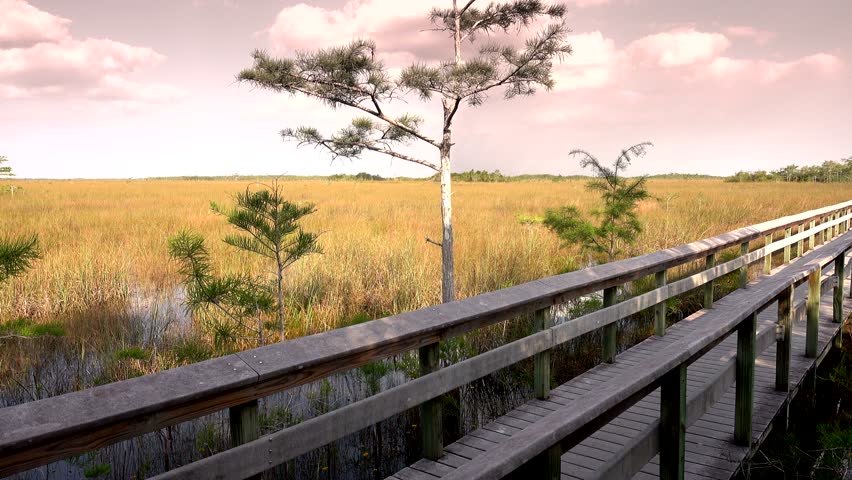 Amazing landscape in the Everglades of South Florida
