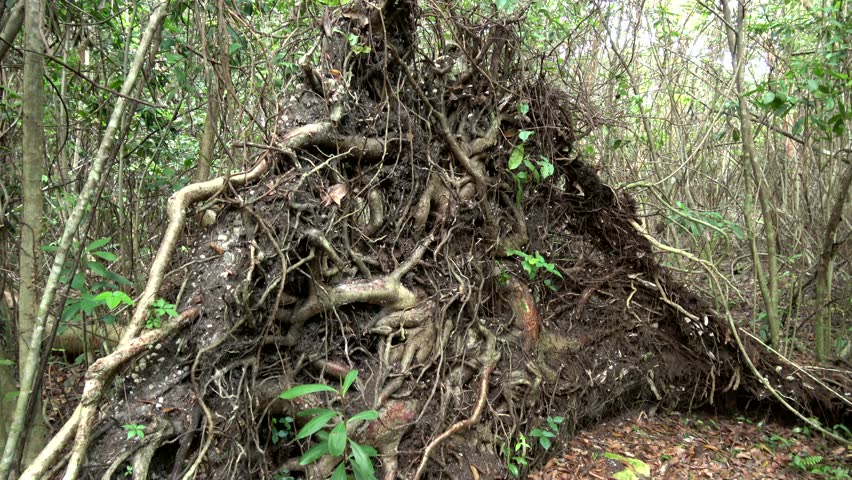 Root of a fallen tree in the Everglades - wild nature