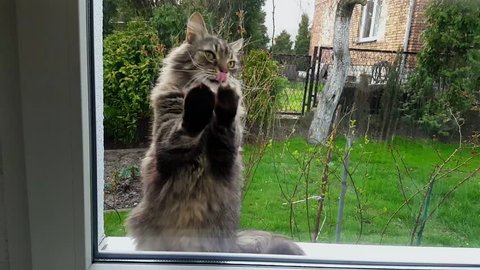 Cat scratches in the closed window 
	
