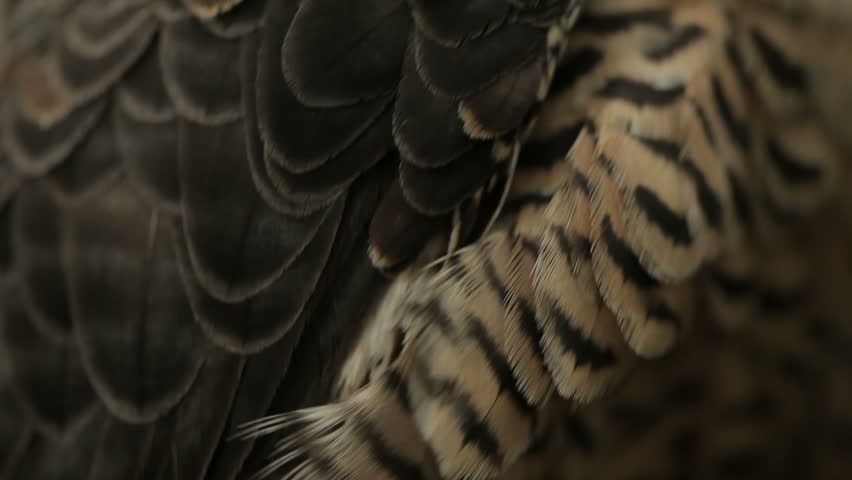 Pan across Peregrine falcon in a forest