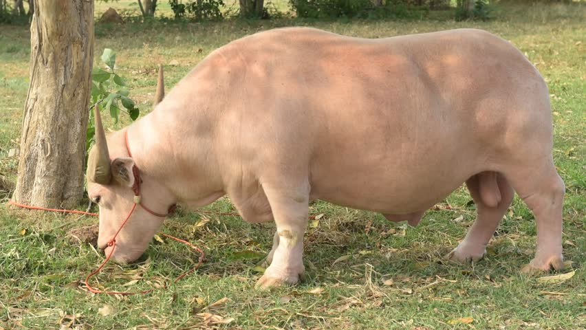 Albino buffalo eatings grass.