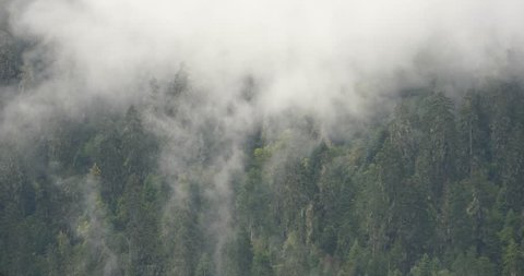 4k mountain mist rising in the morning,fog pine trees,such as wonderland.Bomi County in tibet,the largest precipitation area in China. 