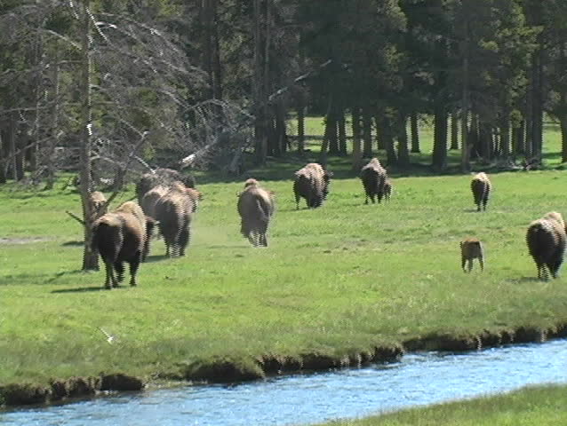 Buffalo roaming across the landscape at Yellowstone National Park
