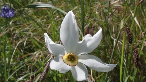 an isolated narcissus in a meadow.  Narcissus is a genus of predominantly spring perennial plants in the Amaryllidaceae (amaryllis) family. It is also called daffodil, daffadowndilly  or jonquil.