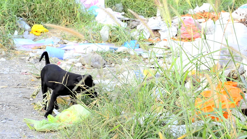 Stray puppy forages for food in a pile of garbage, in Bangkok, Thailand.