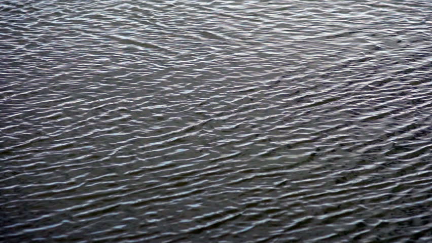 Wild Animal Goose Geese Family Swim Newborn Chicks Columbia River