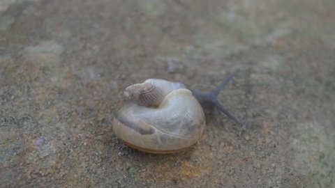 Snail turn back to crawl forward.