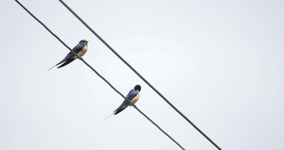 two swallows