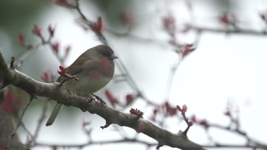 Dark Eyed Junco flying from branch in snow