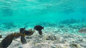 Dark Tropical Surgeonfishes Looking For Food on the Sandy Bottom of the Sea Among the Algae Egypt Red Sea Underwater 4k Uhd Video Closeup Shot