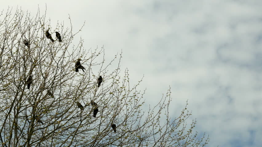 Crows Sitting in a Tree Stock Footage Video (100% Royalty-free ...